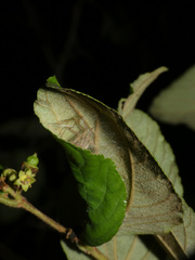 Cheiracanthium molle