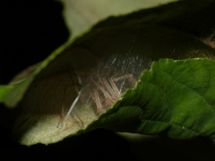 Cheiracanthium molle