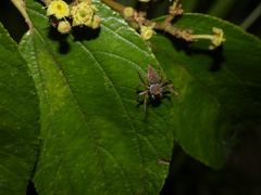 Oxyopes schenkeli