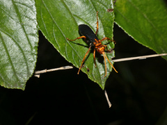 Hemipepsis tamisieri