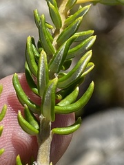 Phylica lasiocarpa