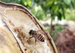 Apis cerana