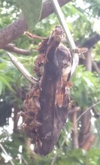 Apis cerana