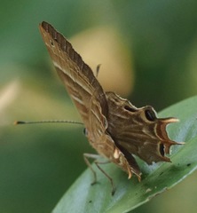 Saribia