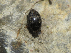 Pelochares versicolor