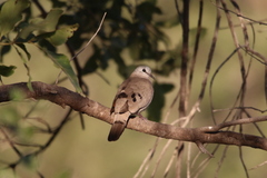 Turtur abyssinicus