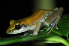 Guibemantis liber
