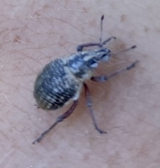 Catasarcus impressipennis