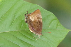 Arhopala madytus