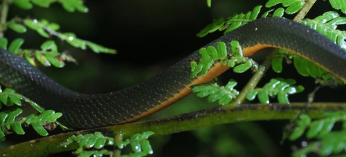 Boulenger's Forest Snake