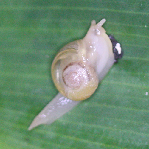 Helicarionidae