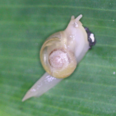 Helicarion perfragilis