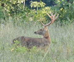 Rucervus duvaucelii