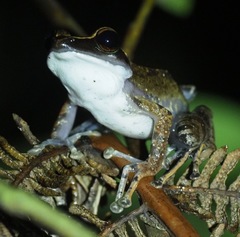 Guibemantis depressiceps