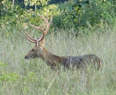 Rucervus duvaucelii