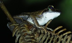 Guibemantis depressiceps