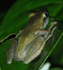Guibemantis