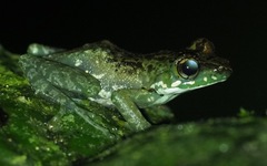 Guibemantis liber