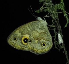 Heteropsis subsimilis