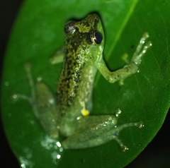 Guibemantis liber
