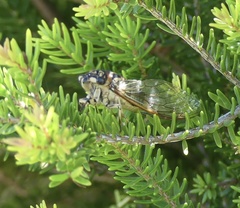Psaltoda insularis