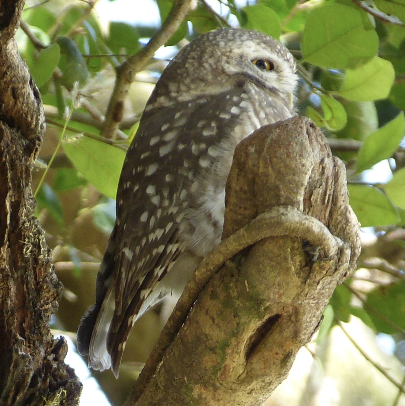Spotted Owlet