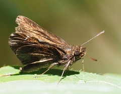 Arnetta hyposticta