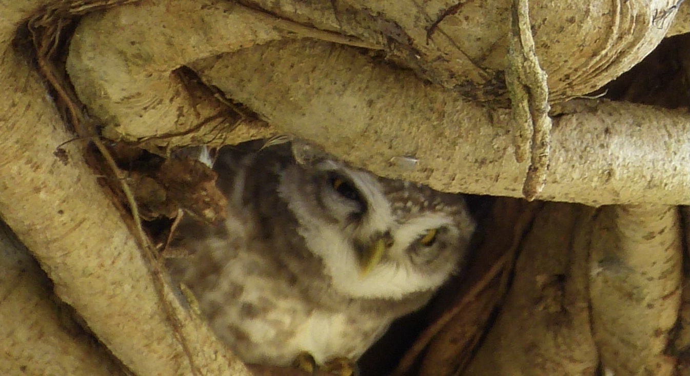 Spotted Owlet