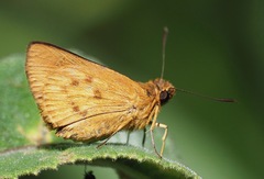 Perrotia paroechus