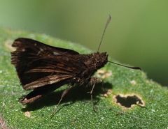 Arnetta hyposticta
