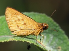 Perrotia paroechus