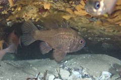 Vincentia conspersa