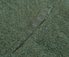 Enigmapercis reducta