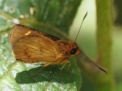 Perrotia paroechus