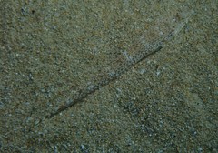 Enigmapercis reducta