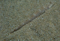 Enigmapercis reducta