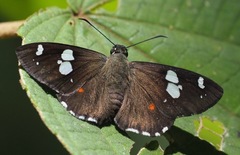 Celaenorrhinus humbloti