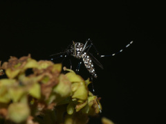 Stegomyia