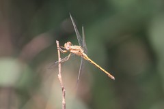 Orthetrum machadoi