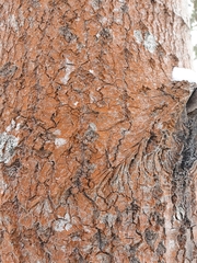 Trentepohlia umbrina