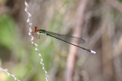 Pseudagrion hageni