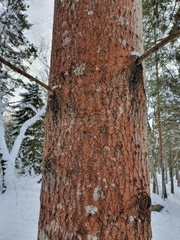 Trentepohlia umbrina