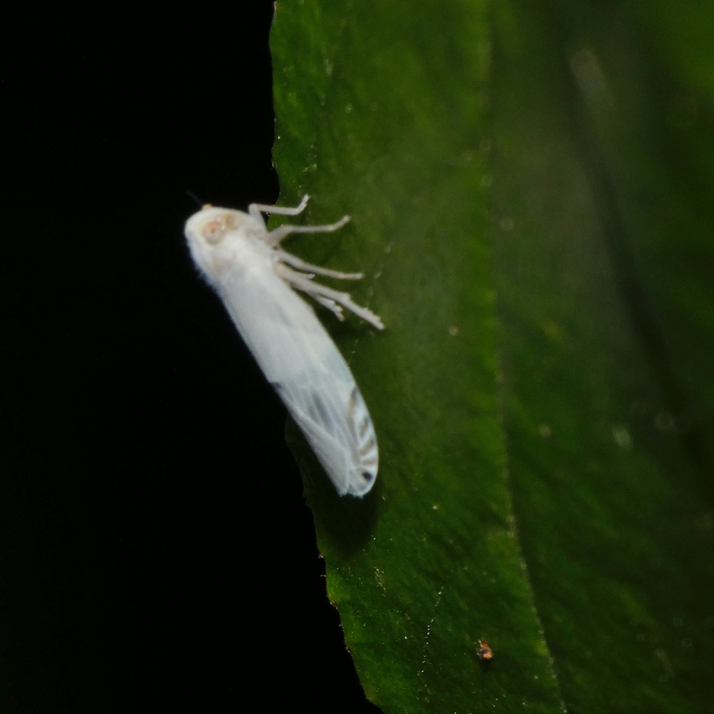 Phypia albipennis