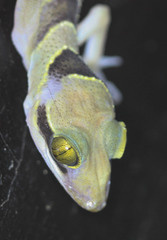 Cyrtodactylus pulchellus