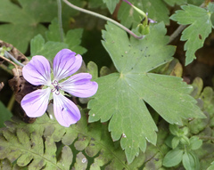 Geranium nepalense