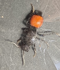 Ephutomorpha distinguenda