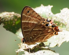Saribia perroti