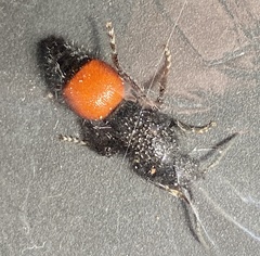 Ephutomorpha distinguenda