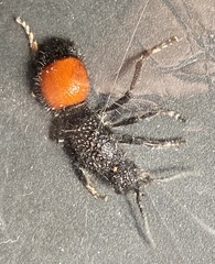 Ephutomorpha distinguenda