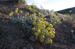 Eriogonum lewisii